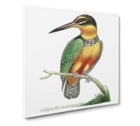 Spotted Kingfisher Bird by George Shaw Canvas Print | Gallery Wrapped 30mm Frame Wall Art | 14x14 inches | Ready to Hang | Retro Animals Picture | Living Room Bedroom Lounge Office
