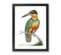 Spotted Kingfisher By George Shaw Vintage Framed Print | A2 Black Framed Wall Art | Ready to Hang | Classic Nature Picture | Living Room Bedroom Lounge Office