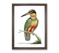 Spotted Kingfisher By George Shaw Vintage Framed Print | A2 Walnut Framed Wall Art | Ready to Hang | Classic Nature Picture | Living Room Bedroom Lounge Office