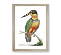 Spotted Kingfisher By George Shaw Vintage Framed Print | A4 Oak Framed Wall Art | Ready to Hang | Classic Nature Picture | Living Room Bedroom Lounge Office