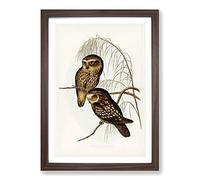 Spotted Owls by Elizabeth Gould Framed Print | A2 Walnut Framed Wall Art | Ready to Hang | Modern Animal Picture | Living Room Bedroom Lounge Office