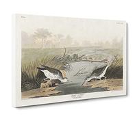 Spotted Sandpiper Birds By John James Audubon Canvas Print | Gallery Wrapped 30mm Frame Wall Art | 30x20 inches | Ready to Hang | Retro Bird Picture | Living Room Bedroom Lounge Office