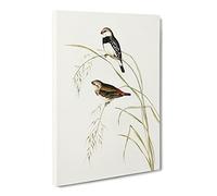 Spotted Sided Finch Bird By Elizabeth Gould Canvas Print | Gallery Wrapped 30mm Frame Wall Art | 20x14 inches | Ready to Hang | Retro Animals Picture | Living Room Bedroom Lounge Office