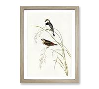 Spotted Sided Finch Bird By Elizabeth Gould Vintage Framed Print | A2 Oak Framed Wall Art | Ready to Hang | Classic Nature Picture | Living Room Bedroom Lounge Office
