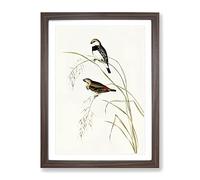 Spotted Sided Finch Bird By Elizabeth Gould Vintage Framed Print | A4 Walnut Framed Wall Art | Ready to Hang | Classic Nature Picture | Living Room Bedroom Lounge Office