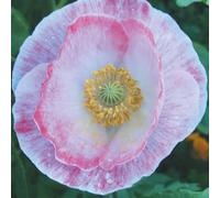 Spring Blooms: A Dotted Notebook for Seasonal Reflections