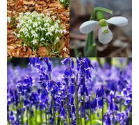 Spring Bulbs In The Green Trio - 75 Bulbs - Naturalise In Grass Or Plant Under Trees - Easy To Grow Native Mix - Thompson & Morgan