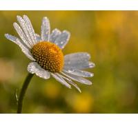 Spring field clear morning chrysanthemum-1500-Piece Puzzle for Adults: Team Building Gifts for Lovers or Friends 14 years+