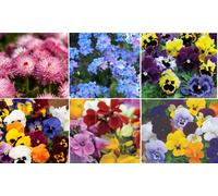 Spring Flowering Garden Ready Bedding Plants 12 or 24 Plants: Pansy Frizzle Sizzle Mixed/ 12 Plants