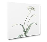 Spring Garlic Flowers by Pierre Joseph Redoute Canvas Print | Gallery Wrapped 30mm Frame Wall Art | 14x14 inches | Ready to Hang | Retro Floral Picture | Living Room Bedroom Lounge Office