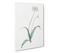 Spring Garlic Flowers by Pierre-Joseph Redoute Canvas Print | Gallery Wrapped 30mm Frame Wall Art | 30x20 inches | Ready to Hang | Modern Floral Picture | Living Room Bedroom Lounge Office