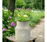 Spring Milk Churn Planter 23cm - Primrose & Daffodil Display Outdoor Seasonal