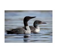 Spring Place Mats Set 30x45cm Loon Birds Decorative Summer Decor Placemats Rectangle Spring Table Mats for Party Home Kitchen Dining Table Decoration