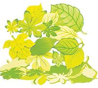 Springboard Jumbo Display Pre-Cut Card Spring/Summer Leaves (Pack of 60)