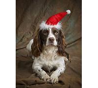 Springer Spaniel Christmas Cards. Bulk pack of 8 Santa Paws Dog Xmas cards with envelopes by Charles Sainsbury-Plaice.