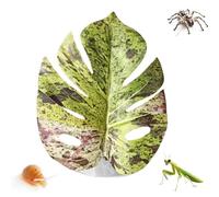 Springspin Leaf - Realistic Leaf Shape Decoration With Suction Cup - Springspin Accessories,For Terrarium Plants Grow Propagate Snake Hermit Crab Egg Carpet