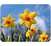 Springtime Daffodils - Glass Worktop Saver/Protector | Kitchen Cutting Board - by Pearl Glass (Close-up, 40x 30cm Medium)