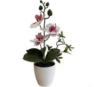 Springwillfly Realistic Artificial Phalaenopsis Blossom With Detailed Petals And Natural Stem Texture Mounted In Elegant Plastic For Home Office Decor(I)