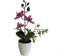 Springwillfly Realistic Artificial Phalaenopsis Blossom With Detailed Petals And Natural Stem Texture Mounted In Elegant Plastic For Home Office Decor(D)