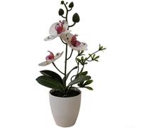 Springwillfly Realistic Artificial Phalaenopsis Blossom With Detailed Petals And Natural Stem Texture Mounted In Elegant Plastic For Home Office Decor(H)