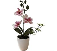 Springwillfly Realistic Artificial Phalaenopsis Blossom With Detailed Petals And Natural Stem Texture Mounted In Elegant Plastic For Home Office Decor(C)