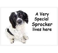 Sprocker Spaniel Fridge Magnet - A Very Special Sprocker Lives here