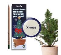 Sprout World Plantable Pencils | Xmas Edition | Wood-Cased | Pre-Sharpened | HB Wooden Pencils with Assortment of Winter-Themed Seeds | Xmas Stocking Filler | 8 Pack