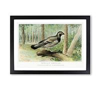 Spruce Grouse by J.L. Ridgway Framed Print | A2 Black Framed Wall Art | Ready to Hang | Modern Nature Picture | Living Room Bedroom Lounge Office