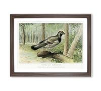 Spruce Grouse By J.L. Ridgway Vintage Framed Print | A2 Walnut Framed Wall Art | Ready to Hang | Classic Nature Picture | Living Room Bedroom Lounge Office