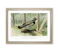 Spruce Grouse By J.L. Ridgway Vintage Framed Print | A4 Oak Framed Wall Art | Ready to Hang | Classic Nature Picture | Living Room Bedroom Lounge Office
