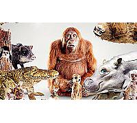 Spy in the Wild (BBC) (Blu-ray)