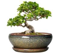 SQOWL Bonsai Planter - 10 Inch Ceramic Succulent Pots, Shallow Plant Pot Indoor with Drainage Hole and Saucer, Ceramic Bonsai Pots, Round Planter Bowl Outdoor, House Decor, Plant Lover Gifts, Brown