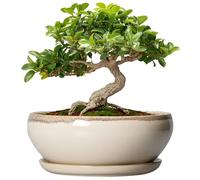 SQOWL Bonsai Pots - 6 Inch Ceramic Plant Pots, Round Indoor Planter with Drainage Hole and Saucer, Shallow Modern Planter Bowl, Room Decor, White