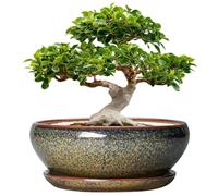 SQOWL Ceramic Bonsai Pots - 12 Inch Succulent Pots with Drainage Hole and Saucer, Large Succulent Planters, Shallow Planter Indoor Outdoor, Round Planter Bowl, Home Decor, Gift for Plant Lover, Brown