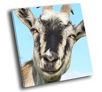 Square Animal Photo Canvas Small Wall Art Picture Prints Goat Grey White Funny