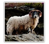 Square Stickers (Set of 2) 10cm - Blackface Sheep Cheeky Lamb Laptop Tablet Luggage Scrapbook #12676