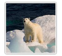 Square Stickers (Set of 2) 10cm - Wild Polar Bear Arctic Ice Animal Snow Fun Decals for Laptops,Tablets,Luggage,Scrap Booking,Fridges, #46439