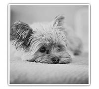 Square Stickers (Set of 2) 7.5cm BW - Yorkshire Terrier Puppy Dog Laptop Tablet Luggage Scrapbook #36538