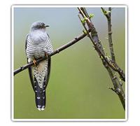 Square Stickers (Set of 2) 7.5cm - Perching Common Cuckoo Bird Laptop Tablet Luggage Scrapbook #46017