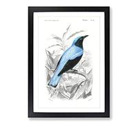 Square-Tailed Drongo Bird by Charles d' Orbigny Framed Print | A2 Black Framed Wall Art | Ready to Hang | Modern Nature Picture | Living Room Bedroom Lounge Office