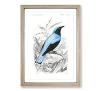 Square-Tailed Drongo Bird by Charles d' Orbigny Framed Print | A2 Oak Framed Wall Art | Ready to Hang | Modern Nature Picture | Living Room Bedroom Lounge Office