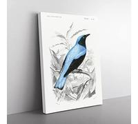 Square Tailed Drongo Bird By Charles D' Orbigny Vintage Canvas Wall Art Print Ready to Hang, Framed Picture for Living Room Bedroom Home Office Décor, 50x35 cm (20x14 Inch)