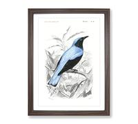 Square Tailed Drongo Bird By Charles D' Orbigny Vintage Framed Wall Art Print, Ready to Hang Picture for Living Room Bedroom Home Office Décor, Walnut A3 (34 x 46 cm)
