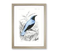 Square Tailed Drongo Bird By Charles D' Orbigny Vintage Framed Wall Art Print, Ready to Hang Picture for Living Room Bedroom Home Office Décor, Oak A2 (64 x 46 cm)
