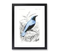 Square Tailed Drongo Bird By Charles D' Orbigny Vintage Framed Wall Art Print, Ready to Hang Picture for Living Room Bedroom Home Office Décor, Black A4 (34 x 25 cm)