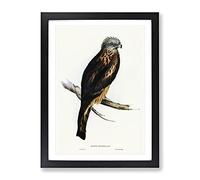 Square Tailed Kite Bird By Elizabeth Gould Vintage Framed Wall Art Print, Ready to Hang Picture for Living Room Bedroom Home Office Décor, Black A4 (34 x 25 cm)