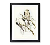 Square Tailed Kite Birds By Elizabeth Gould Vintage Framed Print | A2 Black Framed Wall Art | Ready to Hang | Classic Nature Picture | Living Room Bedroom Lounge Office