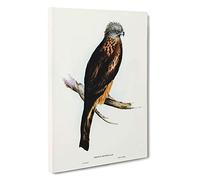 Square-Tailed Kite by Elizabeth Gould Canvas Print | Gallery Wrapped 30mm Frame Wall Art | 30x20 inches | Ready to Hang | Modern Picture | Living Room Bedroom Lounge Office