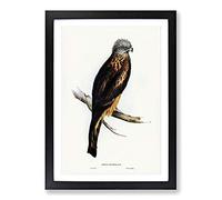 Square-Tailed Kite by Elizabeth Gould Framed Print | A2 Black Framed Wall Art | Ready to Hang | Modern Nature Picture | Living Room Bedroom Lounge Office