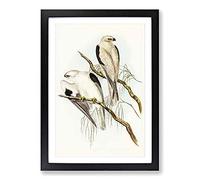 Square-Tailed Kites by Elizabeth Gould Framed Print | A2 Black Framed Wall Art | Ready to Hang | Modern Nature Picture | Living Room Bedroom Lounge Office